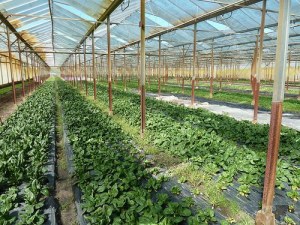 A la découverte d’Eysines, les légumes bio d’Aurore Sournac A la découverte d’Eysines, les légumes bio d’Aurore Sournac