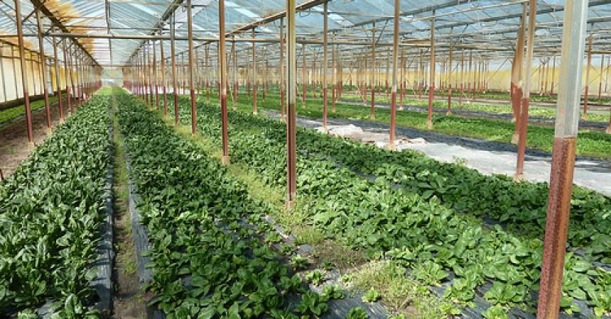 Les légumes bio d’Aurore Sournac à Eysines (33) Les légumes bio d’Aurore Sournac à Eysines (33)