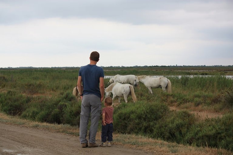 Camargue