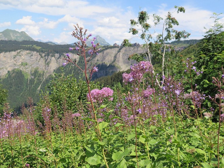 L'Alpage de Morzinette par les Grandes Sutes