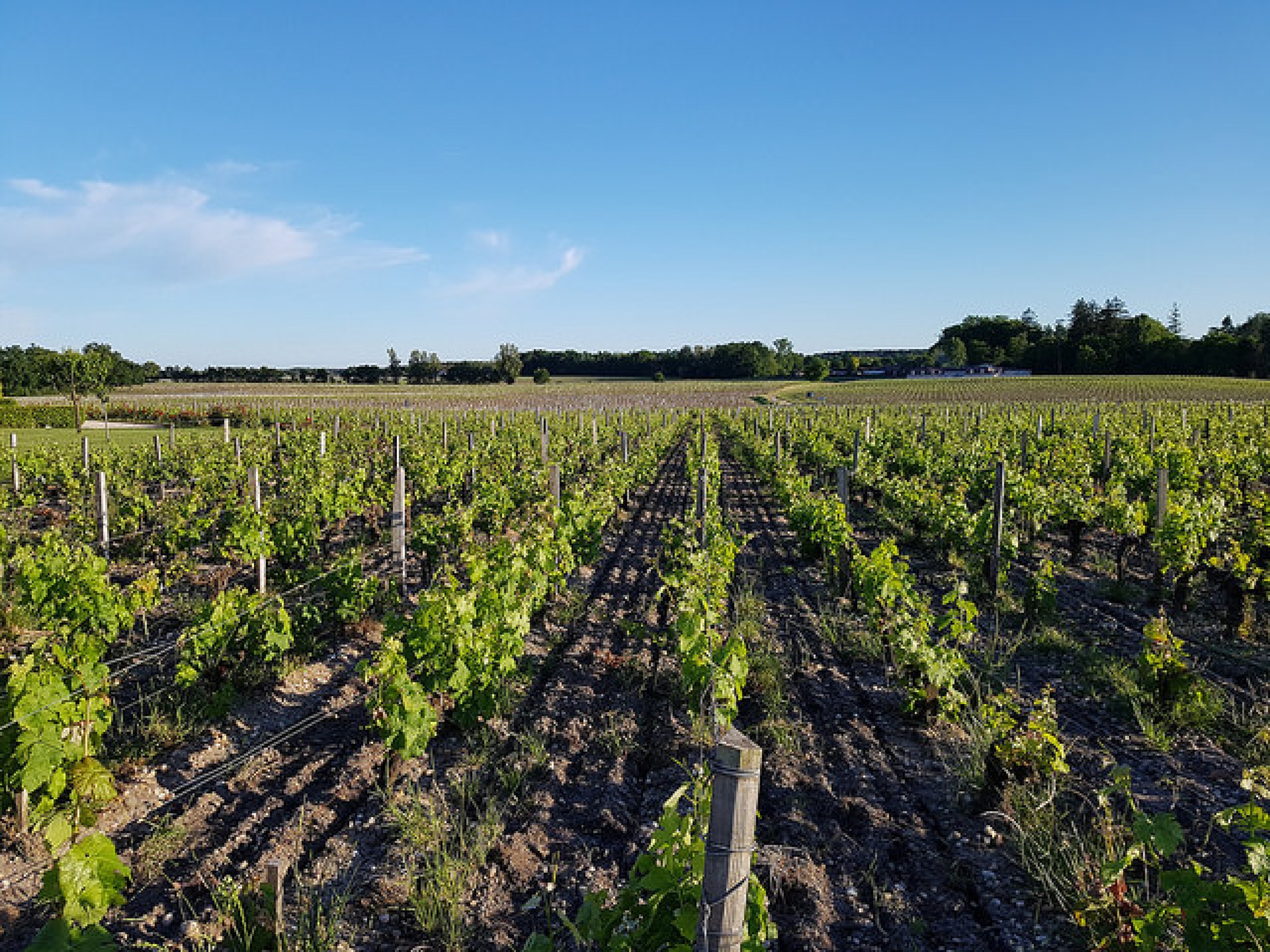 Le Château Haut Bailly, Grand Cru Classé Pessac-Léognan et sa table privée