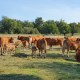 Acheter de la viande bio sur Bordeaux