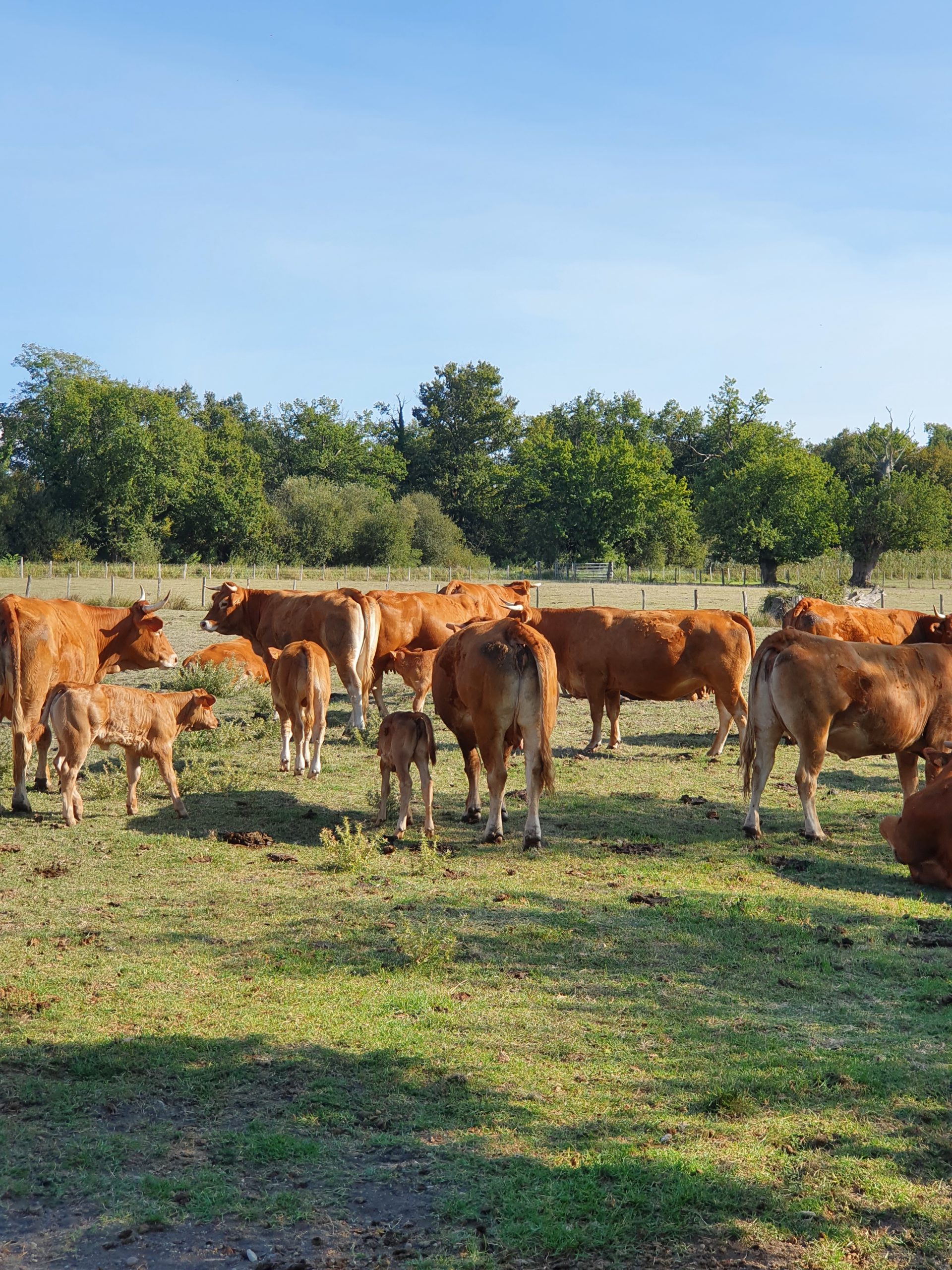 Comment découvrir les marais et le Parc des Jalles de Bordeaux Métropole "