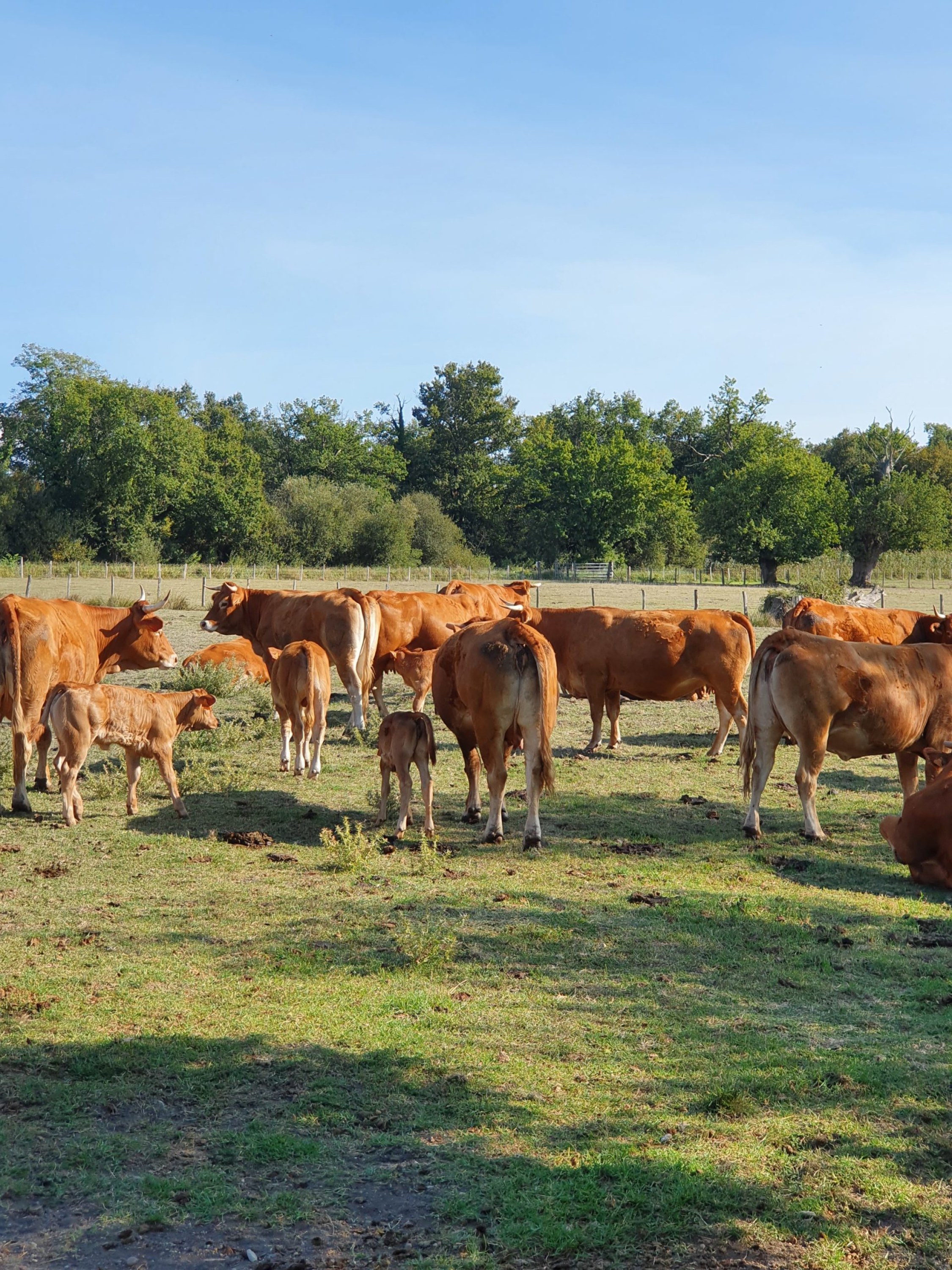 Acheter de la viande bio sur Bordeaux