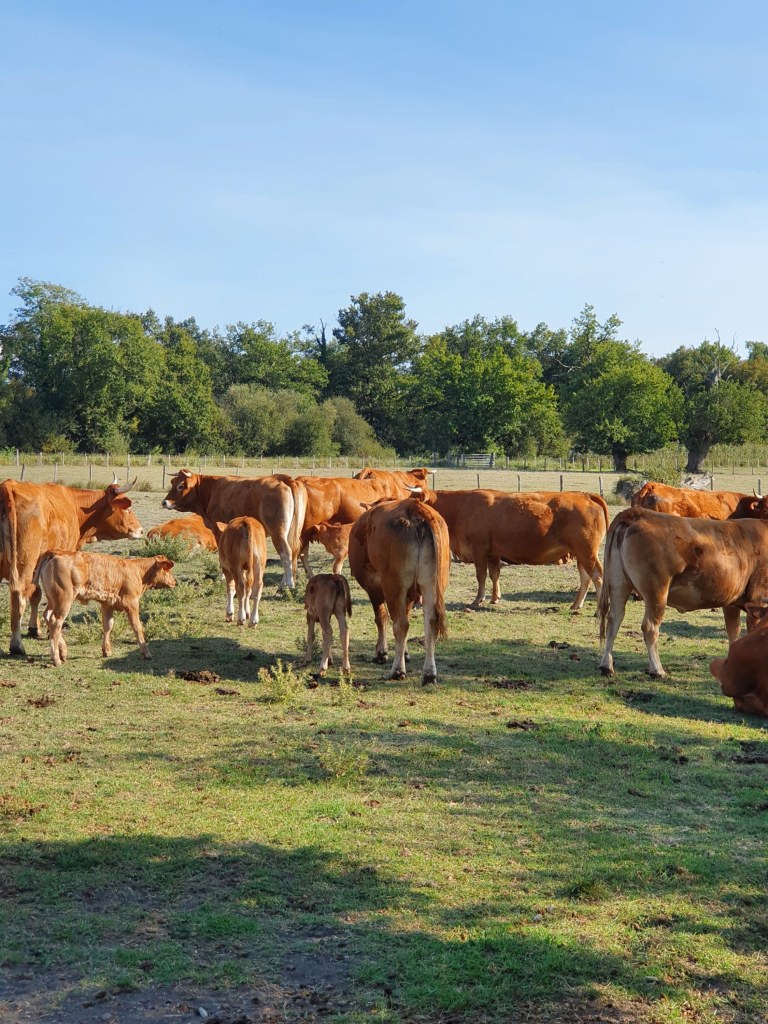 Acheter de la viande bio sur Bordeaux