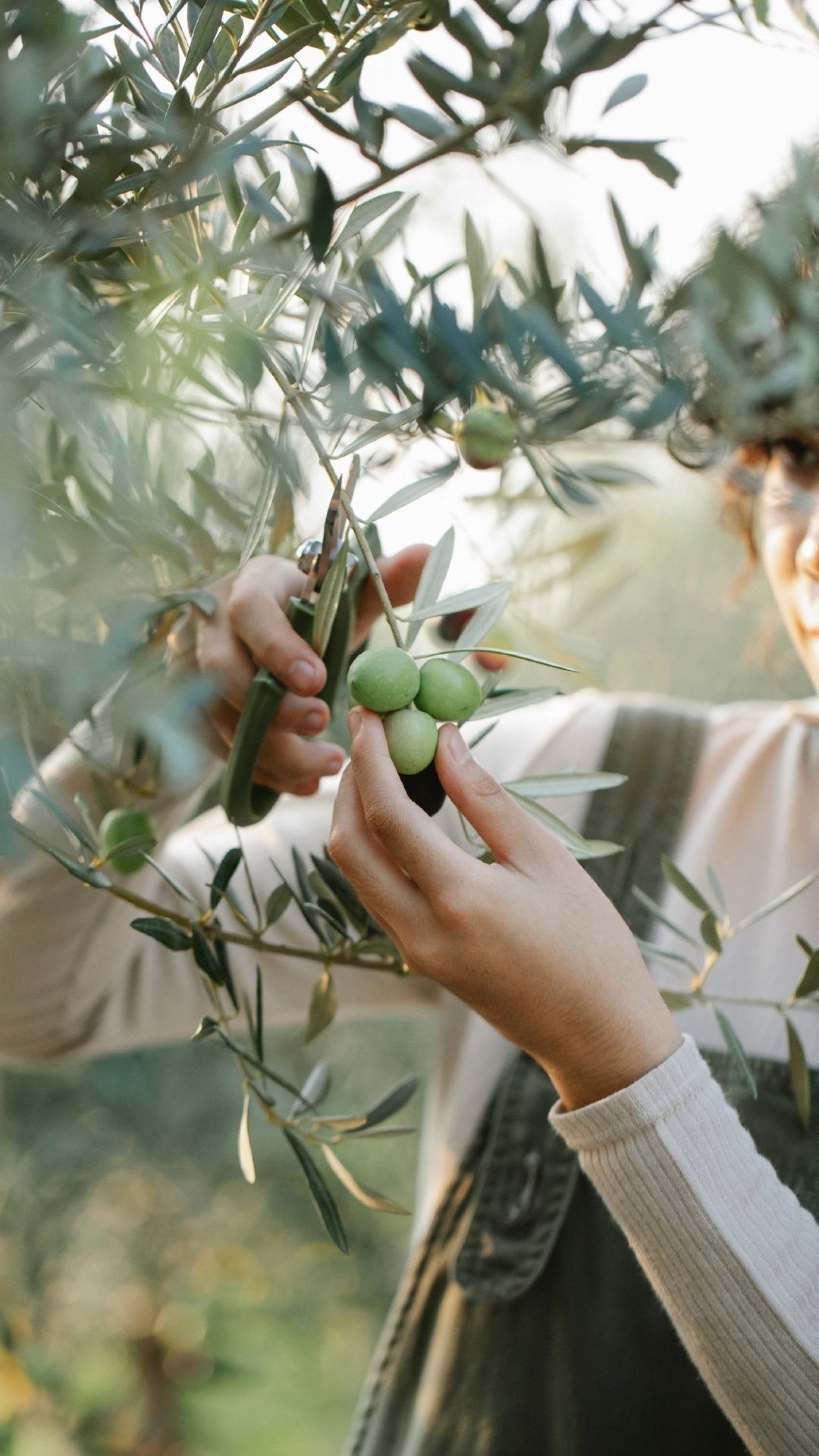 Bien connaitre et choisir les huiles d’olives Italiennes