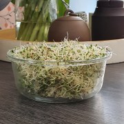 Comment faire des graines germées ?