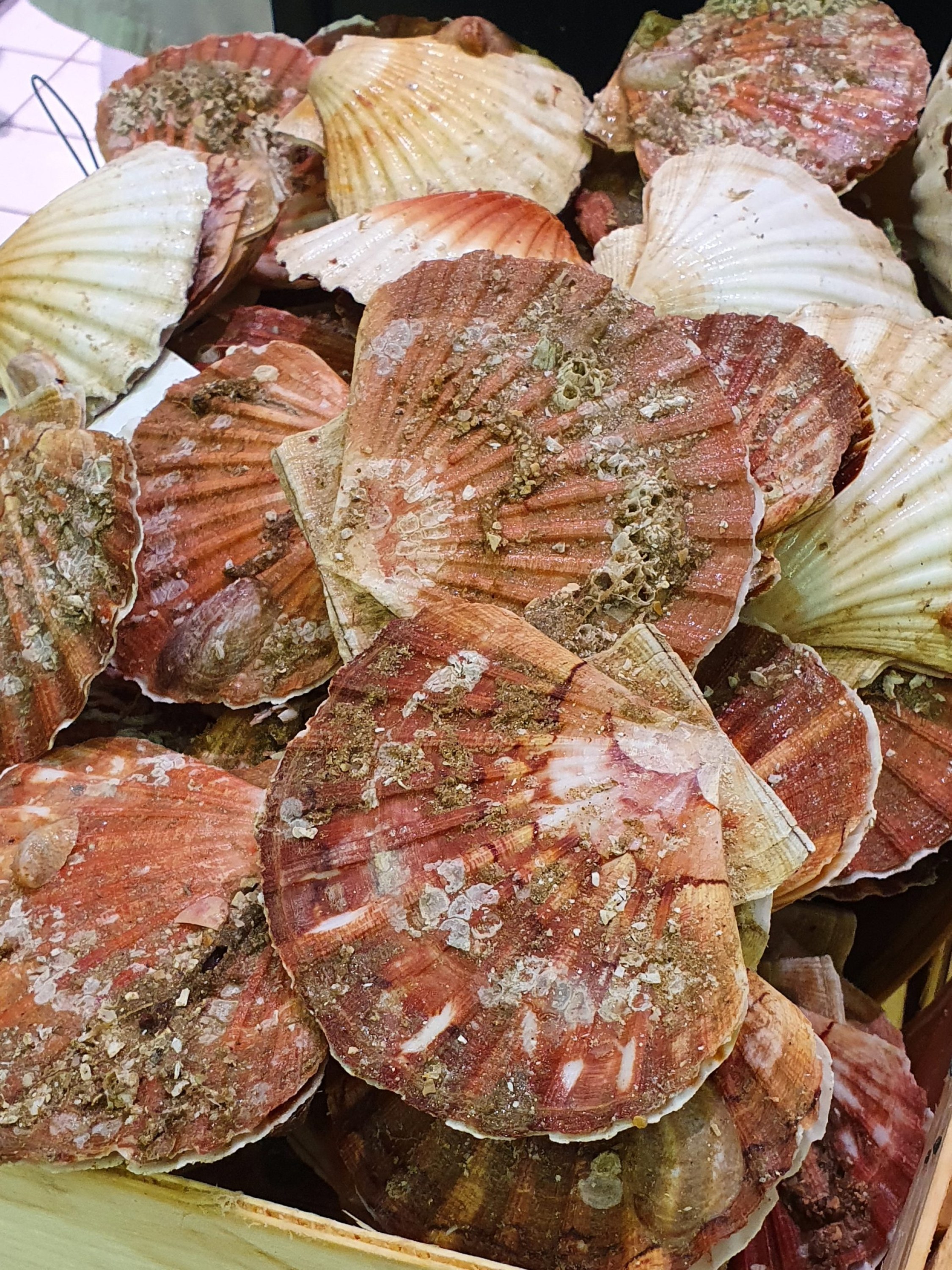 Comment cuisiner facilement les Noix de St Jacques pour les fêtes "